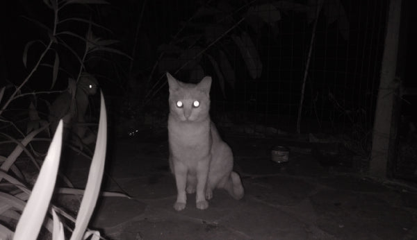 How do night vision cameras work in the dark?